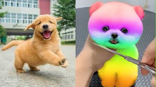 Tik Tok Chó Phốc Sóc Mini 😍 Funny and Cute Pomeranian #233