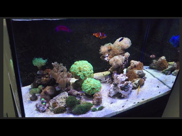 水槽 marion Marine aquarium, 200 liters, 80x50x50 cm. - YouTube