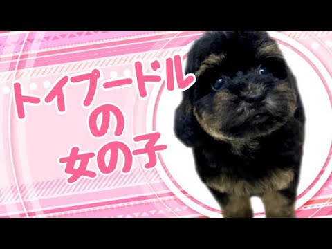 トイプードルの子犬 (中之島)