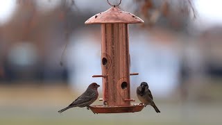 Bird Feeder Cam! 🐦