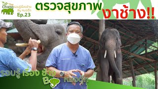 รอบรู้เรื่องช้าง By หมอตุ๊ก EP.23 ตรวจสุขภาพ งาช้าง | TheChangChannel