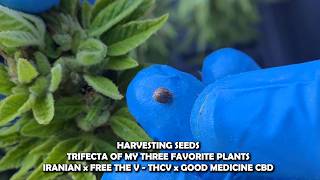 HARVESTING SEEDS - That are the trifecta of my 3 favorite strains!