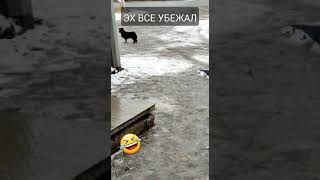 Смешное видео ПЁС😂😂😂