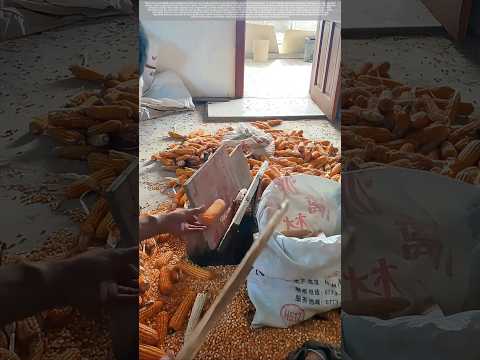 Without using machines, V-shaped wooden boards are used to thresh the corn kernels.