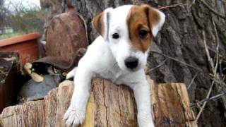 Shades Apart - Fearless With Lyrics