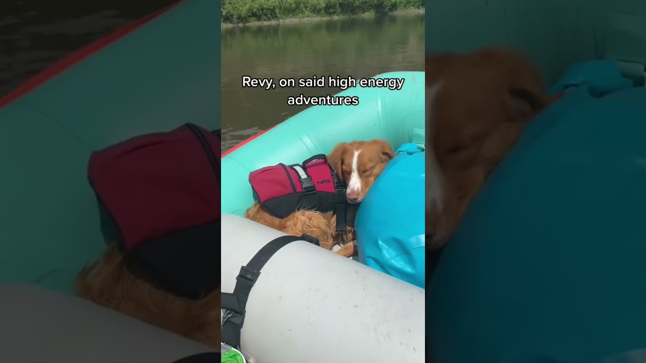 Revy likes his naps too (sometimes still crazy) # 