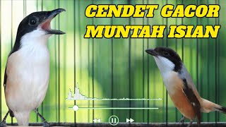 AUTO MASUK... MASTERAN CENDET FULL MATERI MUNTAH ISIAN 2026