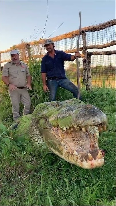 Giant saltwater crocodile. Australia. - YouTube