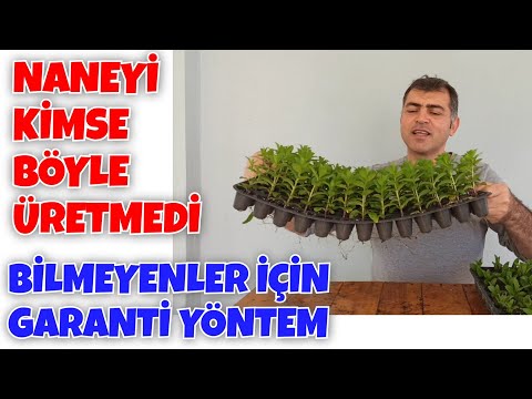 Naneyi Kimse Böyle Üretmedi