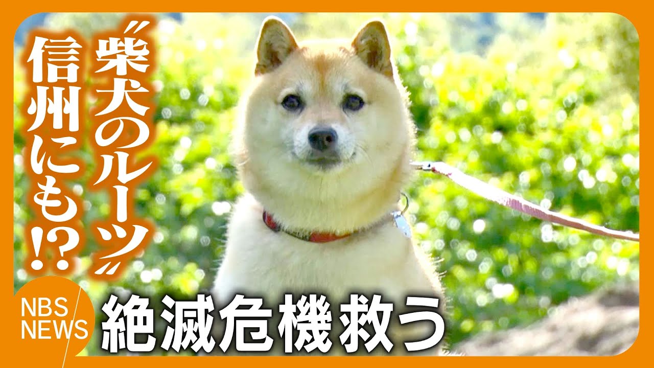 「柴犬」のルーツは長野にも！？「威厳があった」小布施町で飼われていた『中（なか）』　戦中・戦後の絶滅危機を救う　ちなみに4月8日は「柴（しば）の日」