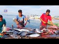 Skill Menakjubkan Abang Allan Dan Abang Gustu Potong Ikan Beby Tuna Segar Pesanan Suplier Ikan