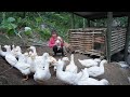Building bamboo house for ducks, chicken - Start to finish - Green forest life, single mom farm