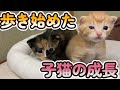 物置に置き去りにされた子猫家族を保護しました（Part6)