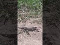 Ечкамар