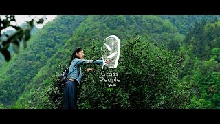 Introducing Grass People Tree - The Untold Story of Tea