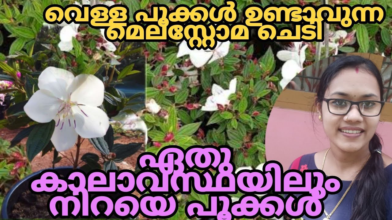 Melastoma white എവിടെയും എപ്പോളും പൂക്കൾ നിറയും ITipS noW.
