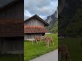 cows in a picturesque Swiss mountain #shorts #reelshorts #switzerland