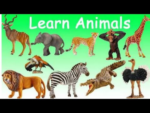 Lets Learn Animals Mari Kita Mengenal Binatang Nama Hewan
