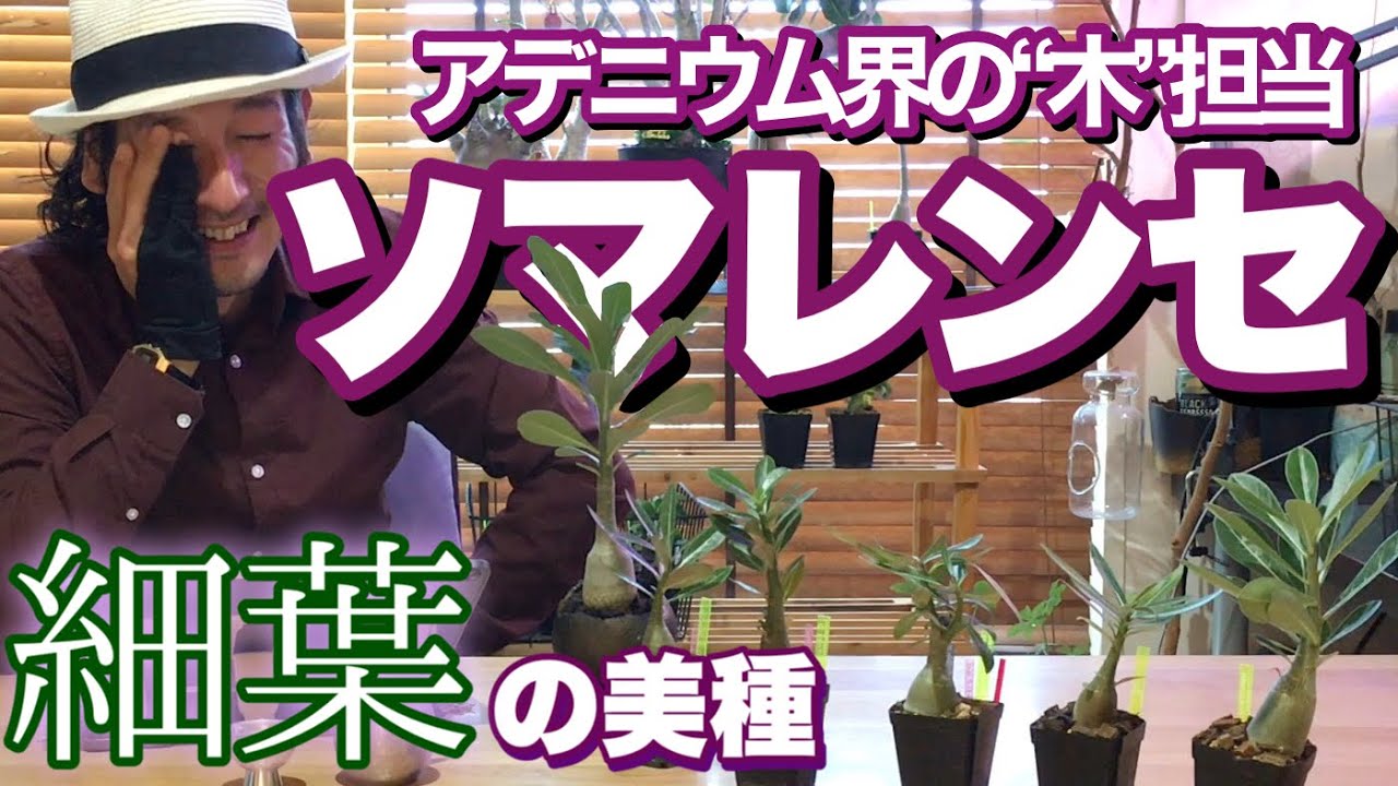 【アナザーオベスム】アデニウム界の陰で暗躍するアデニウムソマレンセについてご紹介‼︎ 多様な我道を貫く彼らには魅力いっぱい夢いっぱい