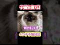 【🌺モアナの子猫日記】侍女😱「子猫がいません！」と言った瞬間、母猫が即座に「ジョン・ウィック・モード」に切り替わりました🤭 #shorts #ラグドール #ジョンウィック #子猫