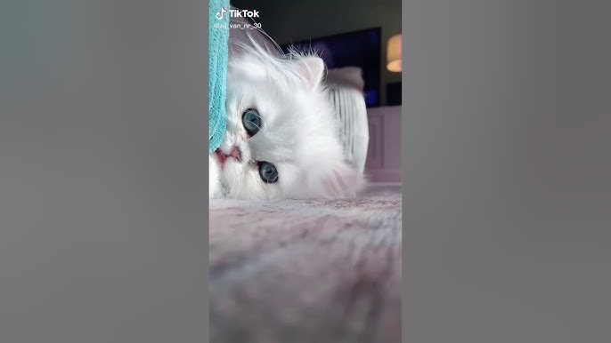 Eshak eng yuqori darajada