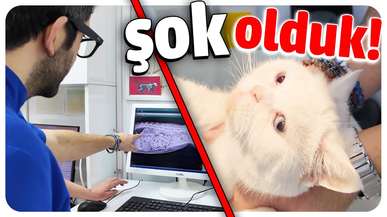 HER KEDİ SAHİBİ İZLEMELİ! 😒