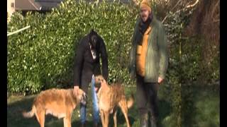 Планета собак 2011 - Бельгийская овчарка. Лакенуа. Бельгия