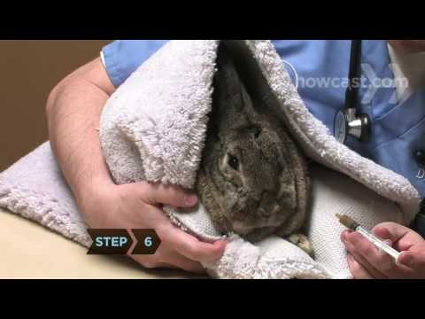 Video: Onko minun Bunny Sick?