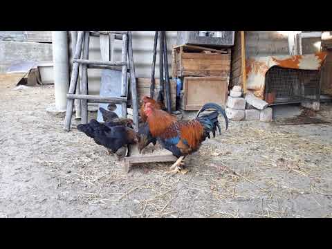 ცისფერი კვერცხის მდებელი ქათამი ❤