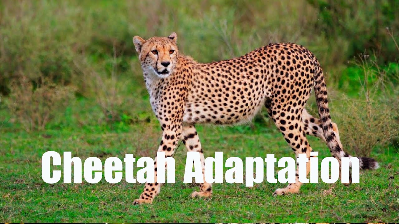 Cheetah Adaptation| Adaptation Of Cheetah| Cheetah Species And Habitat