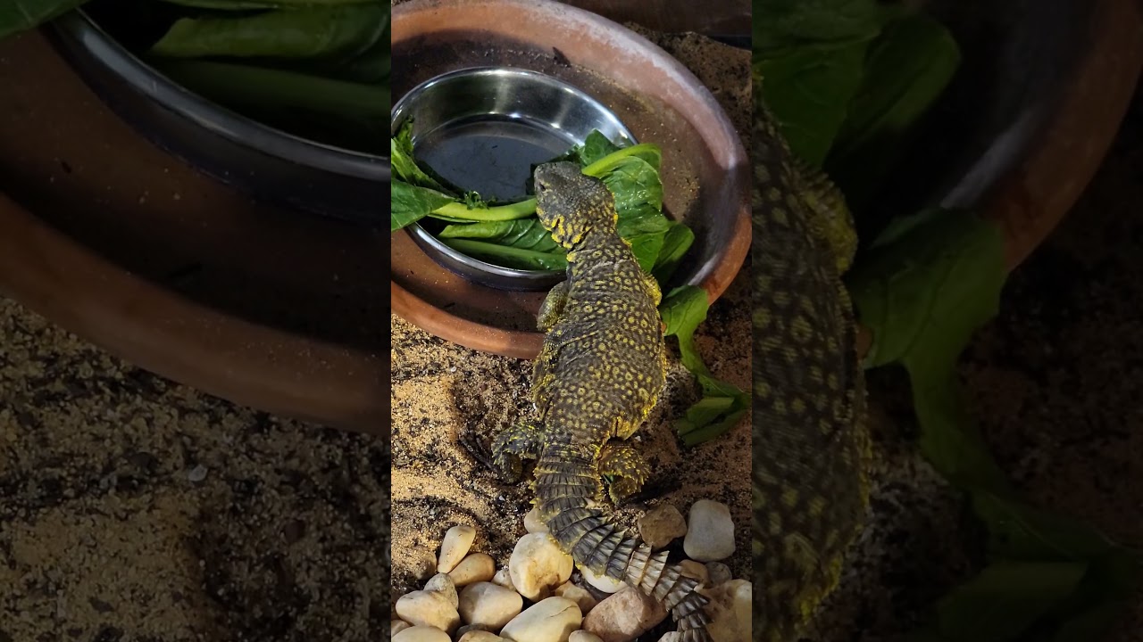 Tonton our new guy eating some veggies. #uromastyx #moroccanuromastyx di YouTube Tonton our new guy eating some veggies. #uromastyx #moroccanuromastyx di YouTube