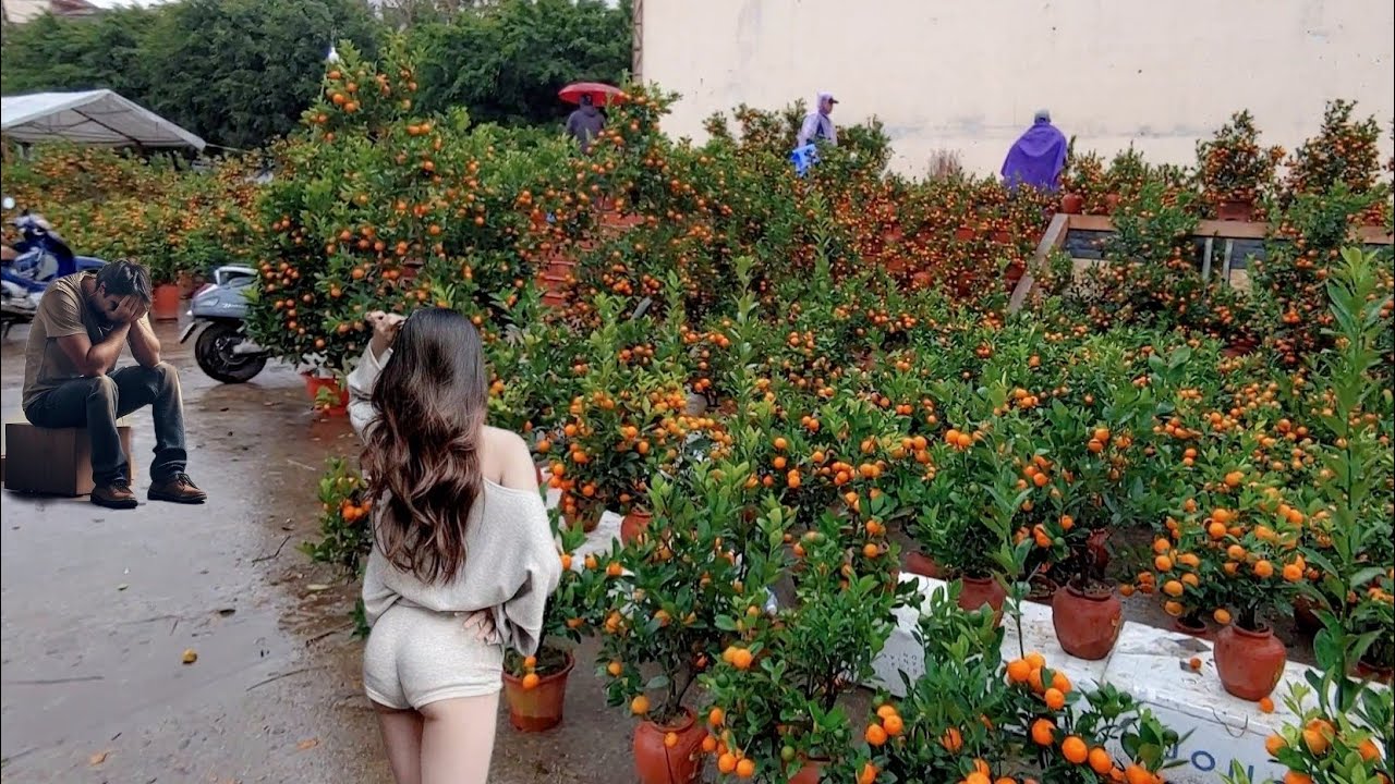 Vietnam’s TET Flower Market – Kumquat and Peach Blossoms Everywhere