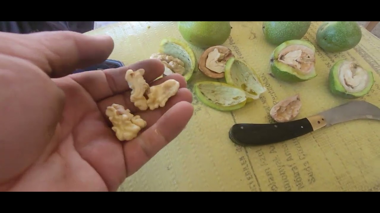 345- Chandler, Fernor, Kaman Ceviz Çeşitlerinin Farkları Neler? Denizli