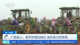 [第一时间]广西富川：香芋种植机械化 省时省力效率高| 财经风云