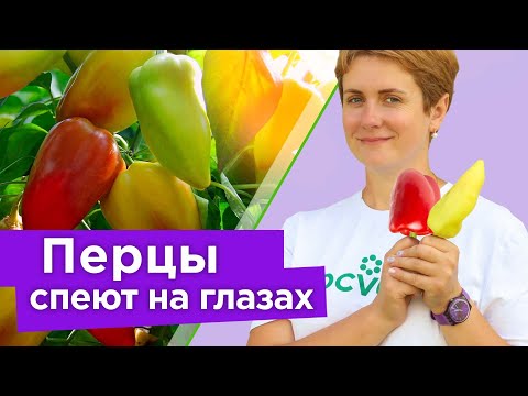 ВСЕ ПЕРЦЫ МИГОМ ПОКРАСНЕЮТ, если сделать так в августе! Как ускорить созревание перца на кусте?