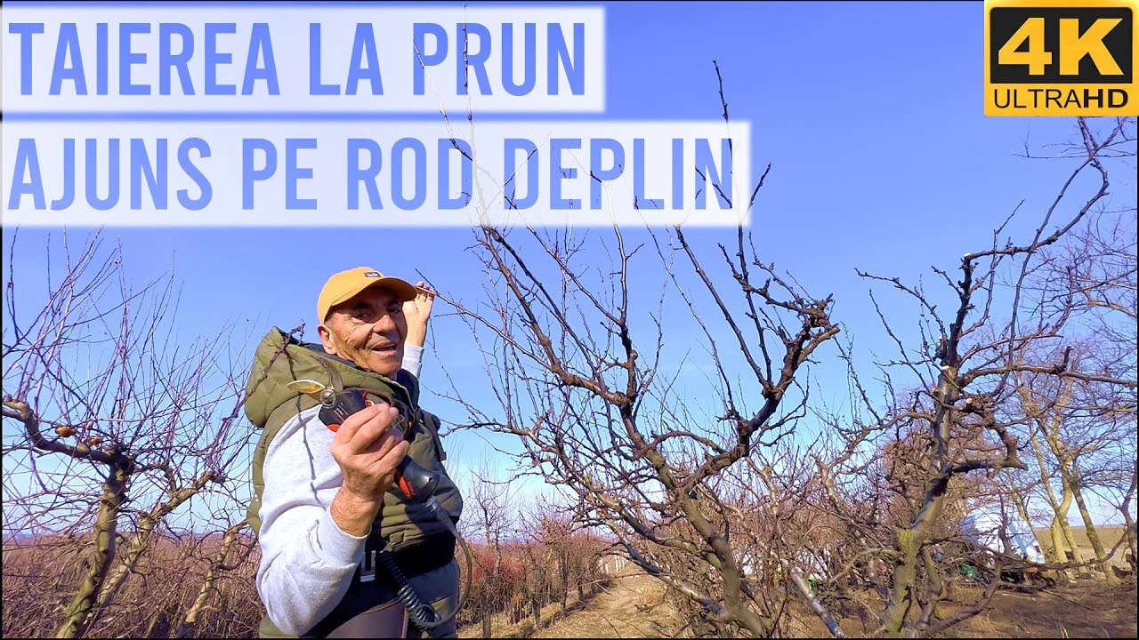 Taierea la prun ajuns pe ROD DEPLIN