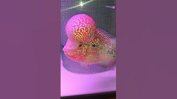 ÉP ĐẺ CÁ LA HÁN. CHO CÁ LA HÁN TRỐNG MÁI BẮT CẶP VỚI NHAU XEM CÓ HỢP NHAU HAY KHÔNG ???