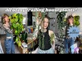My huge indoor trailing plant collection 33 species with tips and tricks 