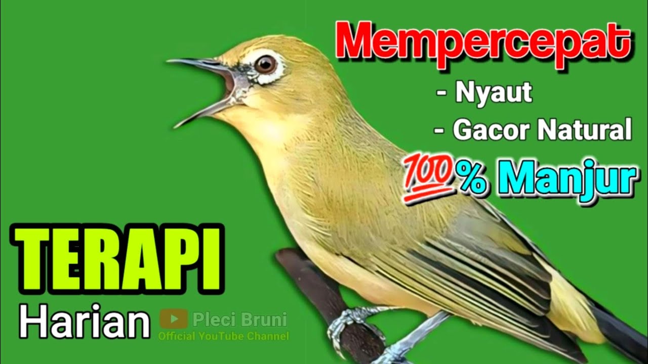 PLECI GACOR suara ngalas Rame - PANCINGAN PLECI super ampuh LANGSUNG NYAUT 💯% MANJUR