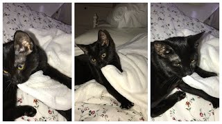 Cute Kitten Sucks on Baby Blanket While Making Biscuits