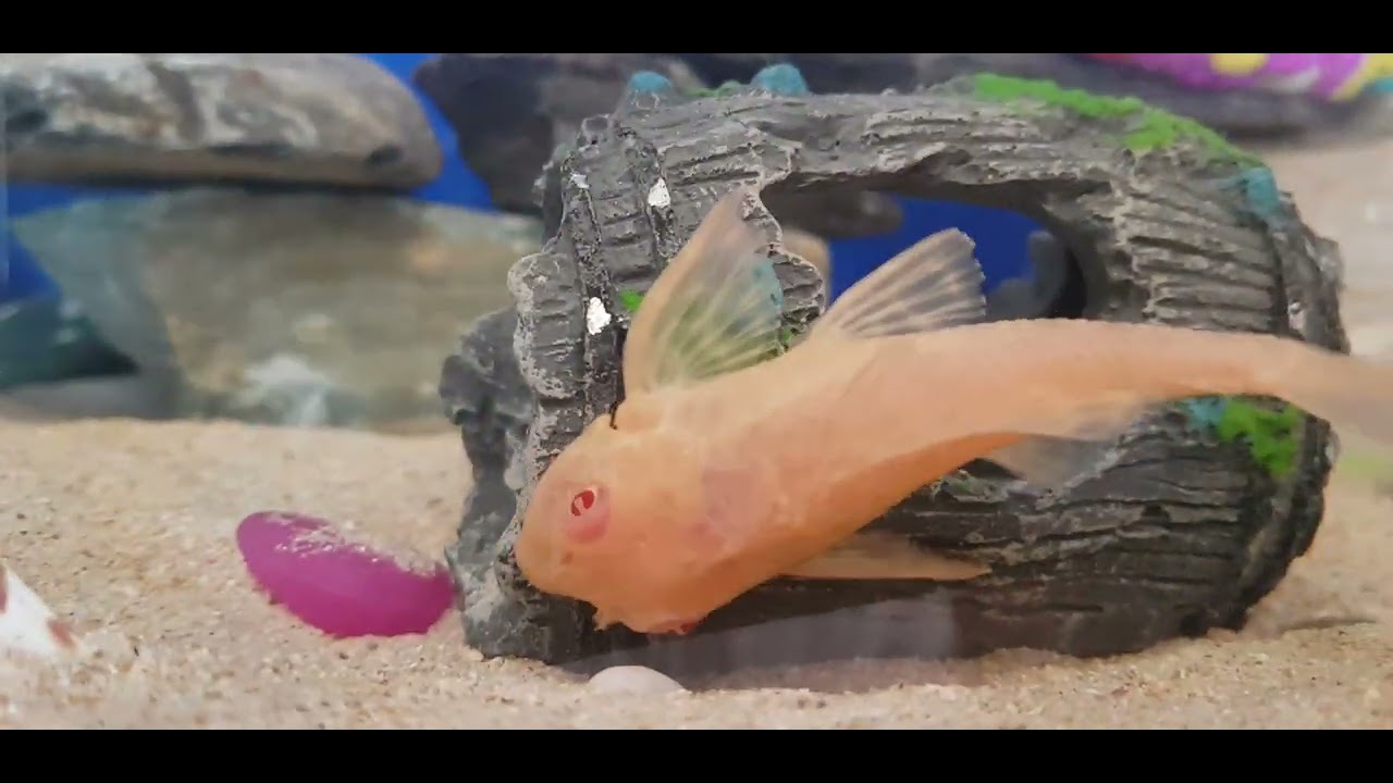 Amazing Janitor Fish asmr fishkeeping aquarium amazing YouTube amazing-janitor-fish-asmr-fishkeeping-aquarium-amazing-youtube
