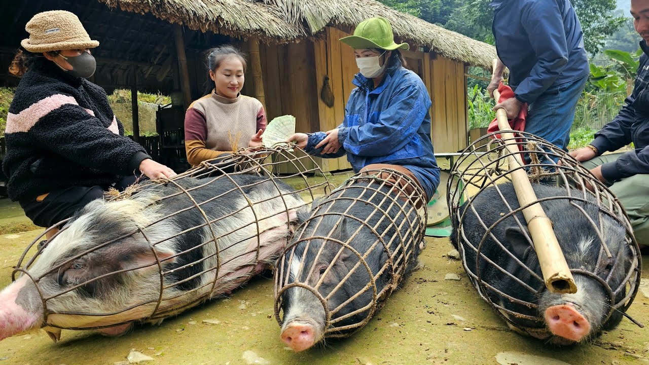 Girl selling pigs earns 13 million after many years of care - Harvest many strange tubers to sell