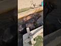 Buffalo farming, Buffalo talaab, Buffalo cartoon, bhains wala cartoon, #animals #buffalo #cows