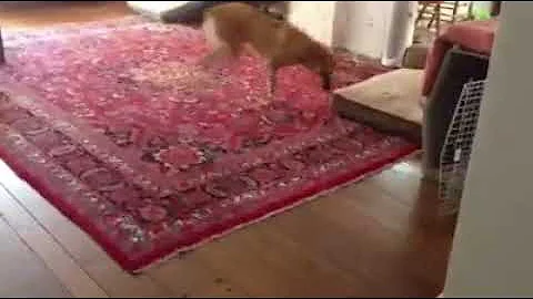 Separation Anxiety in Dogs - Sam's Success Story