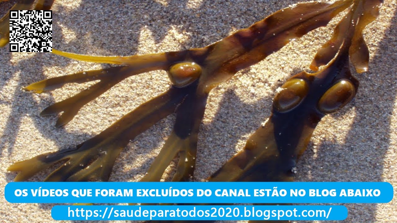casas ruas Bodelha ( Fucus vesiculosus ) serve para estimula o funcionamento da tireoide