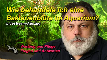 Wie bekommt man eine Bakterienblüte weg?