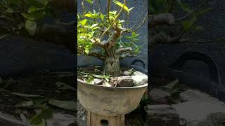 Bonsai loa baru naik pot satu minggu bonsai loa ficus plant art