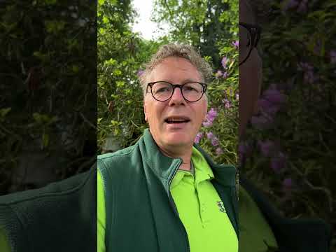 If your rhododendron plants are weak
