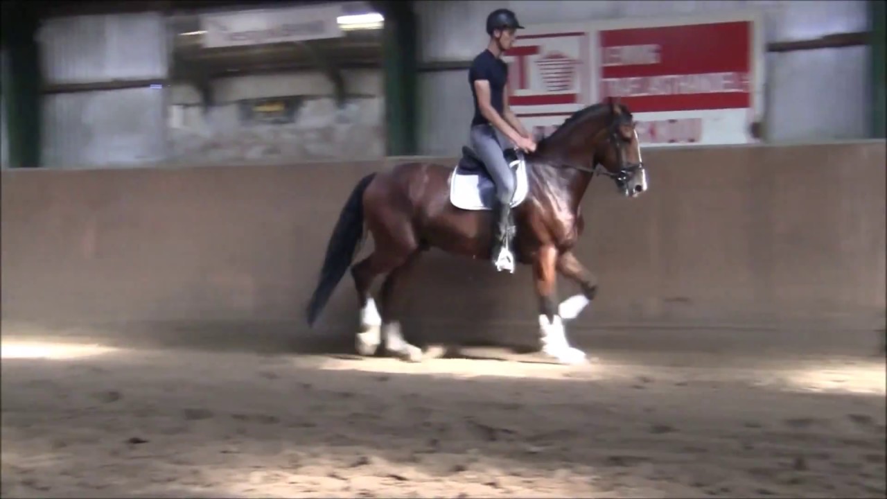 Stald BM Sports Horses YouTube