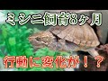 【ミシシッピニオイガメ】なにやら様子がおかしい、、、?8カ月間の飼育まとめ!身体測定、水質検査も!【亀飼育】
